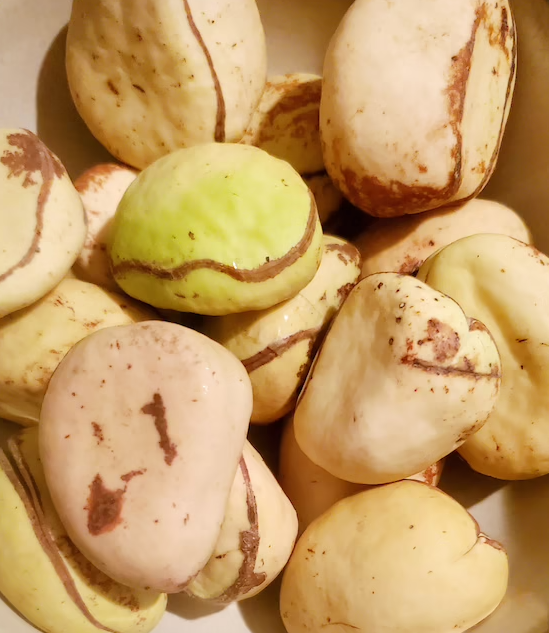 White Kola Nut