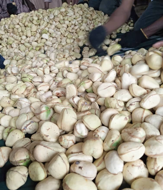 White Kola Nut