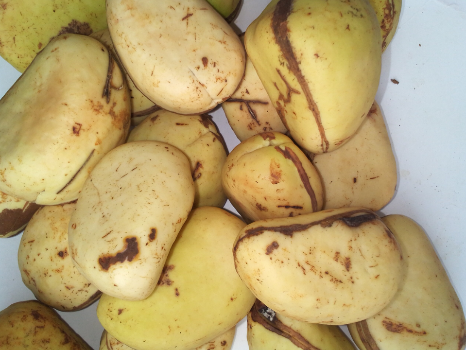 Green Kola Nut