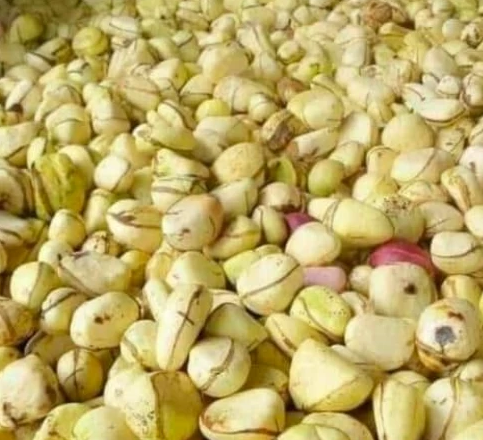 Green Kola Nut
