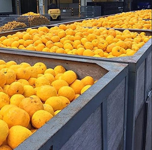 Frozen Yuzu Peels with White Parts (1kg x 14 bags)