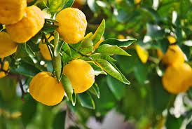 Yuzu Fresh Fruit