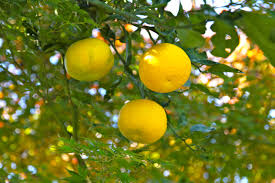 Yuzu Fresh Fruit