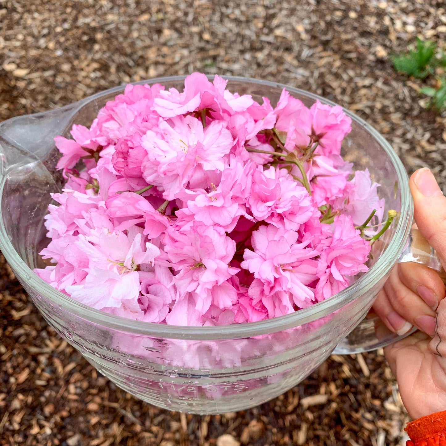 細かく刻んだ桜