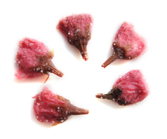 細かく刻んだ桜