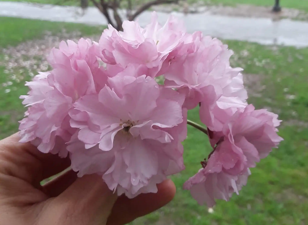 Clear (No Color) Cherry Blossom Extract